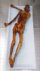 IS mumien Otzi er Europas ældste naturlige mumie dateret til omrking 3,300 BC 